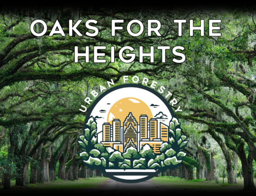 3. Oak Trees for the Heights