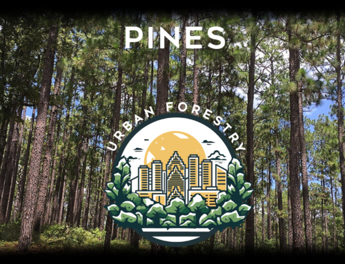 4. Pines