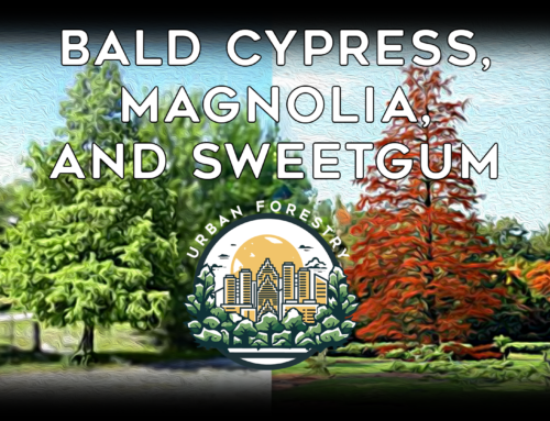 6. Bald Cypress, Magnolia, and Sweetgum