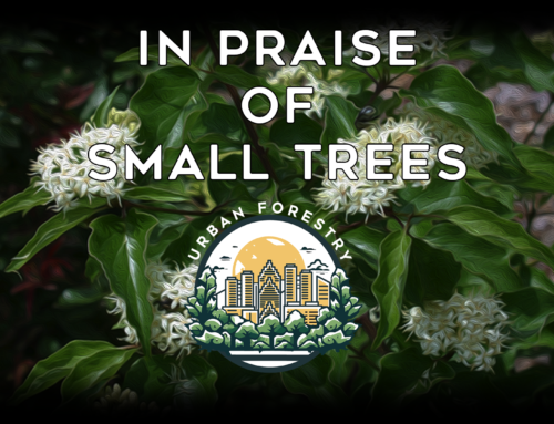 7. In Praise of Small Trees