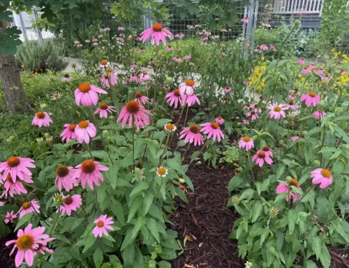 June 2025 Yard of the Month – 1329 Waverly Street